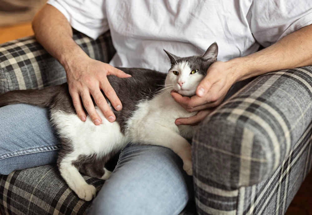 cameras for pets