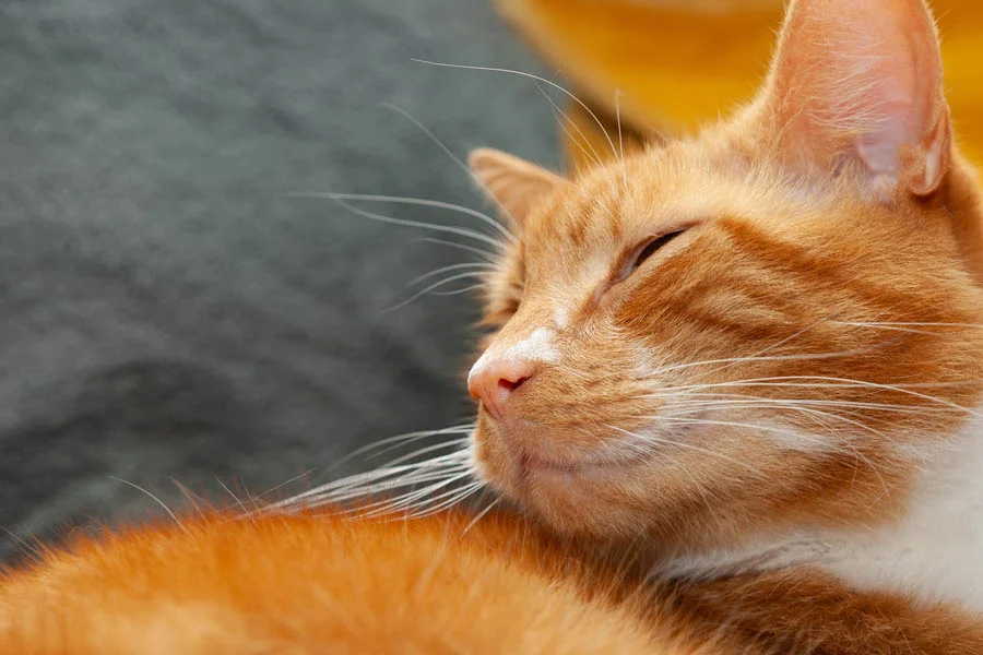 pet dryer box for cats